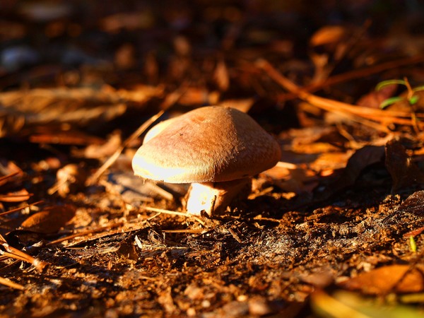 A fall mushroom