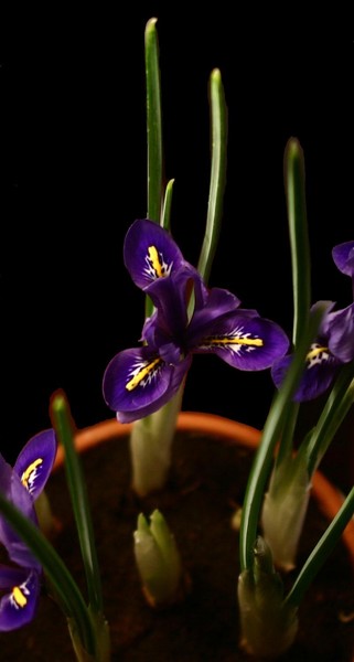 Miniature Iris