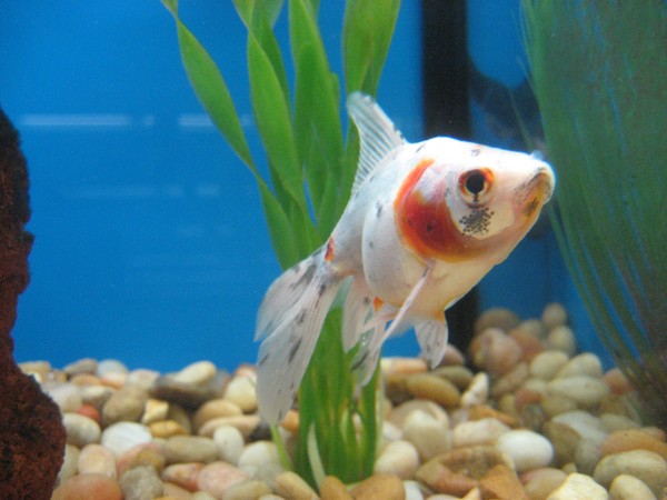 Sad Fish