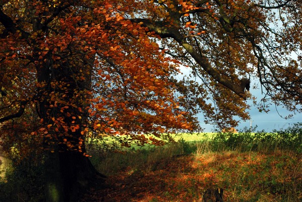 Englands Autumn