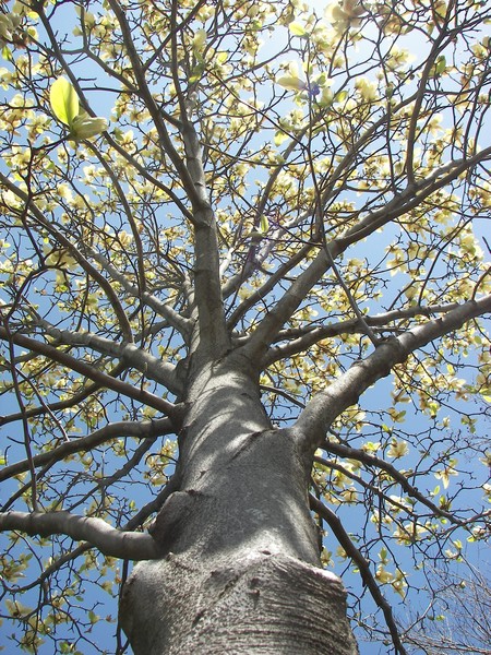 Magnolia