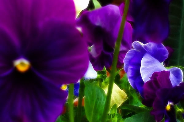 Varigated Purple