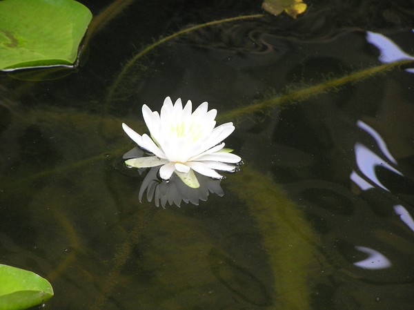 White flower in pond