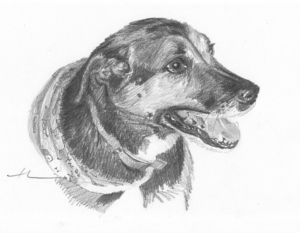 mutt pencil drawing