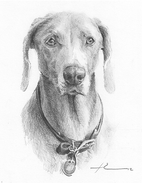 daisy dog pencil portrait