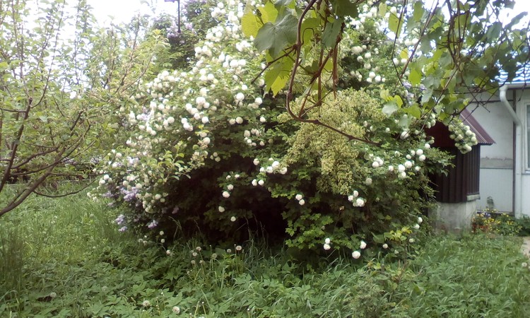 Flowers bush