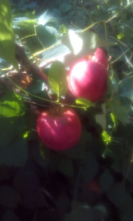 Hidden fruits