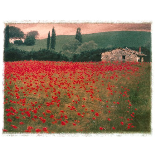 Poppies #1