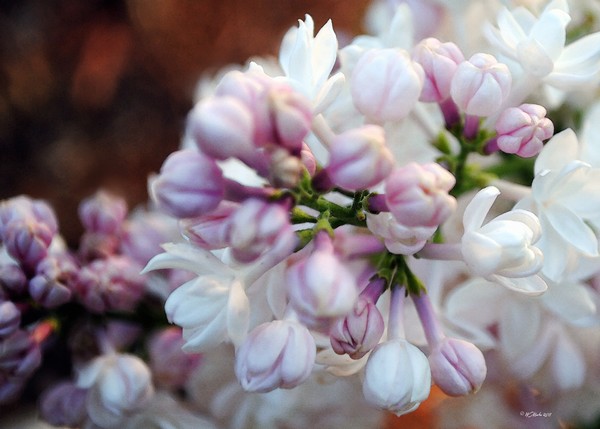 Evening Lilacs