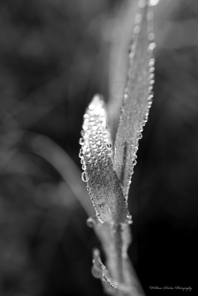 Dew Drops on a Blade of Grass