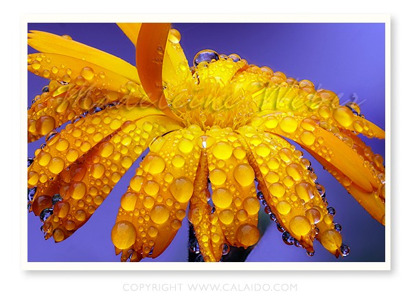 •Waterdrops•