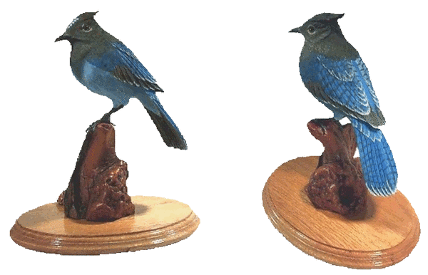 Steller's Blue Jay