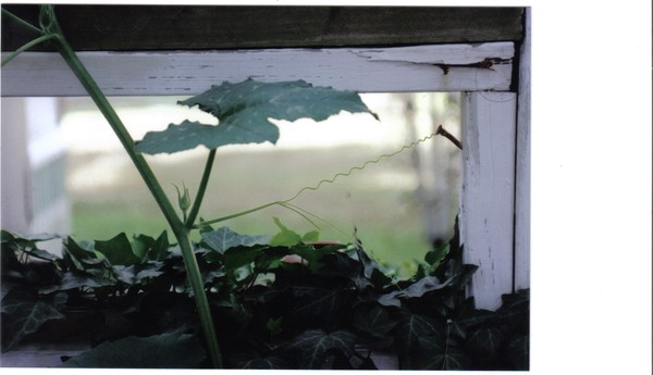 The Vine