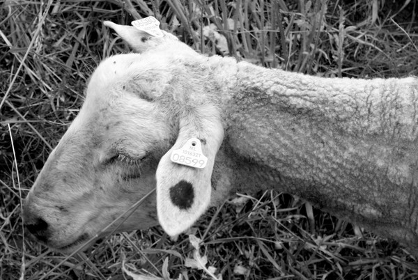 Sheep portrait #4