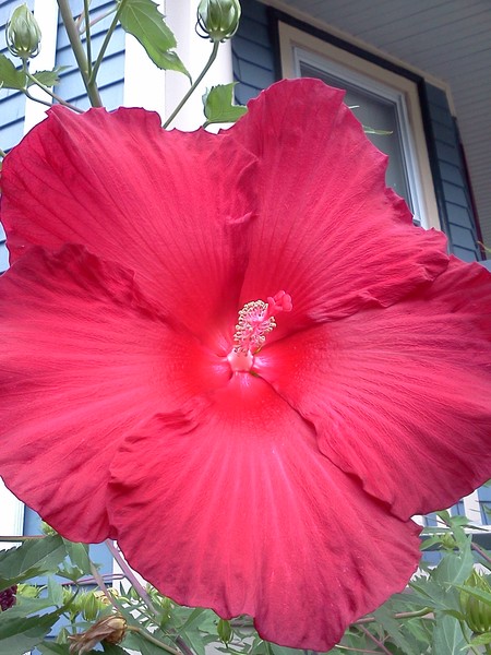Big Red