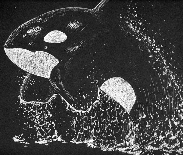 Killer Whale
