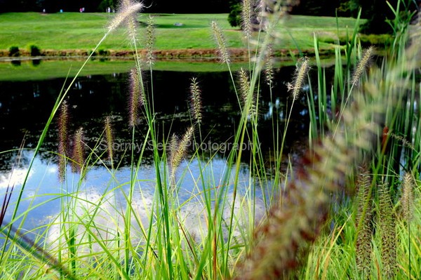 Cattails