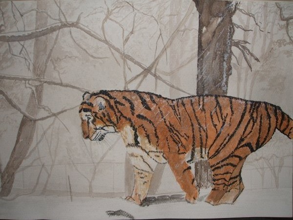 tiger in winter bigger image