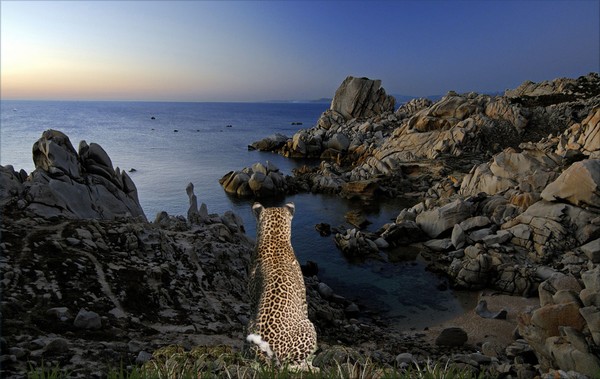 1031-Leopard Coast Dusk