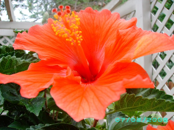 Bloomed Flower Tree
