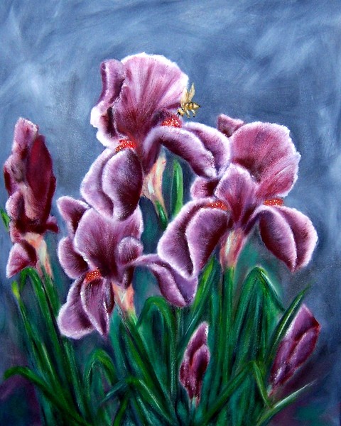 Iris Awakens