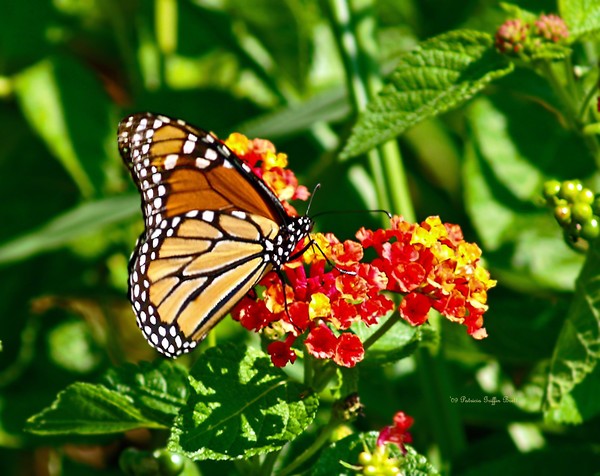 Monarch II