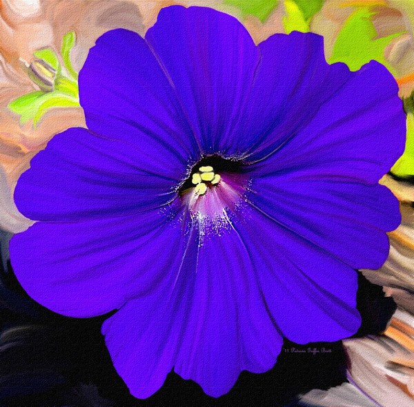 Purple Pansy