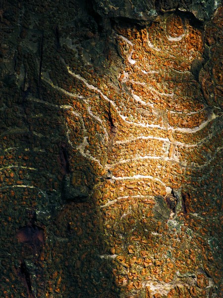 Nature's Abstractions III