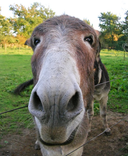 Curious Donkey