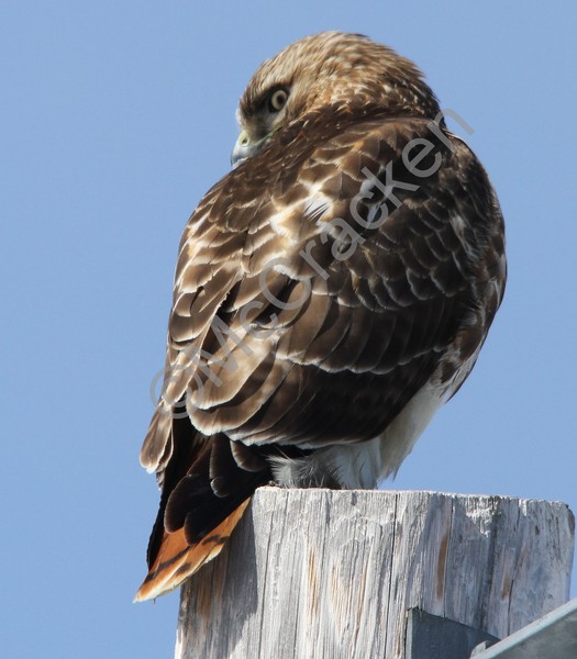 Red Tail Hawk keeping an eye on me! Trust!