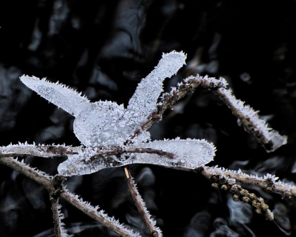 Ice Butterfly!