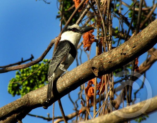 White-necked Puffbird