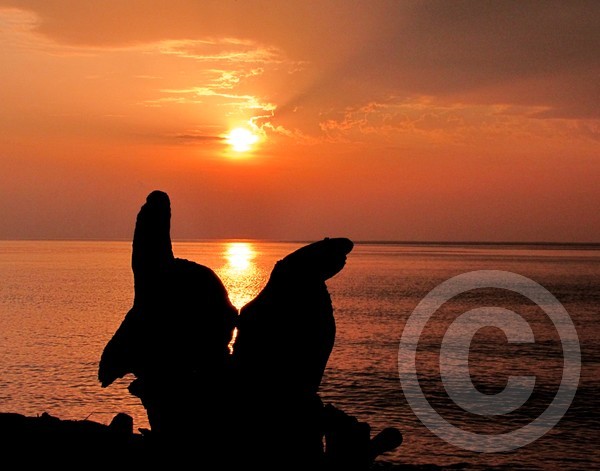 Lake Superior Driftwood Sunset