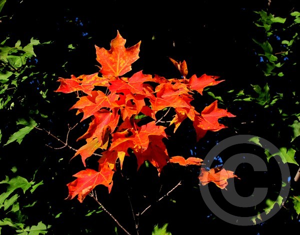 Maple leaves with peek-a-boo sky!