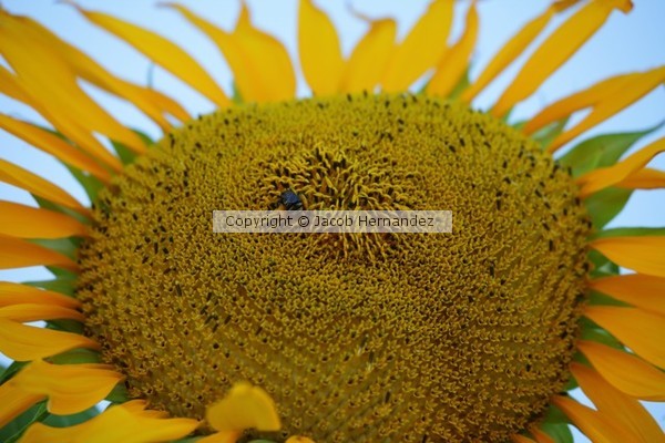 Sunflower1