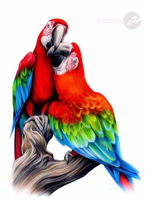 Macaw kisses