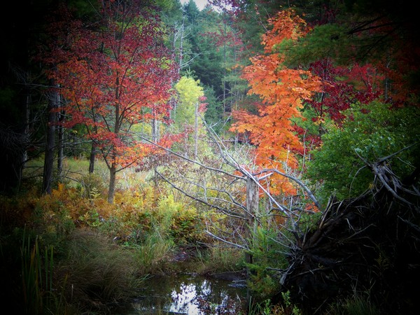 Fall in the Woodlands