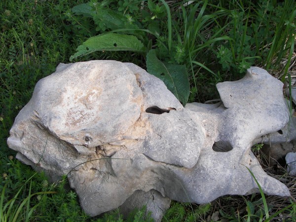 Stone rabbit