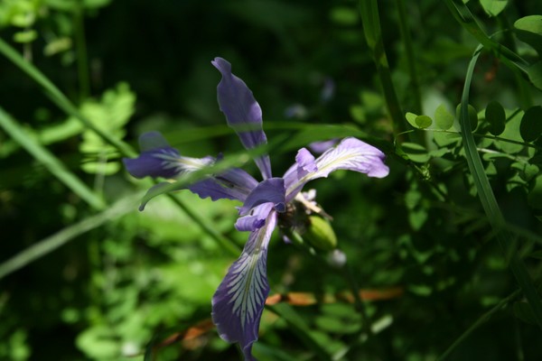 Wild Iris