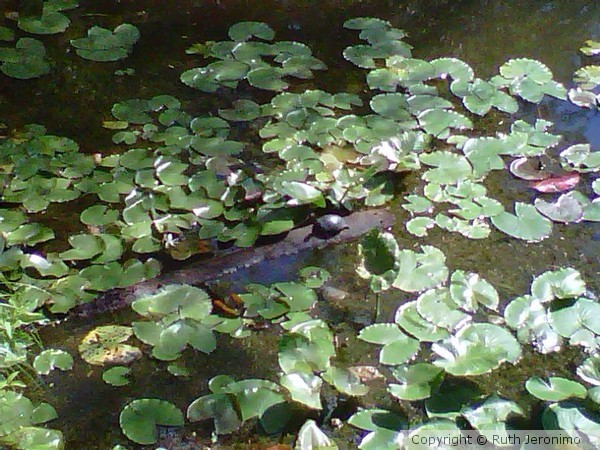 Tortuguita Solitaria