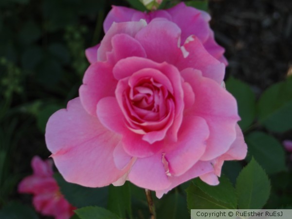 Mujer Hecha Flor