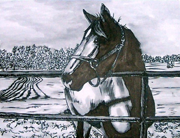 Portrait of a Horse