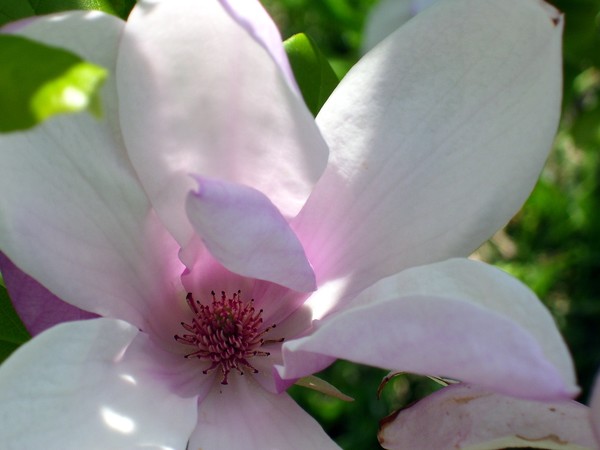 Purple Dogwood