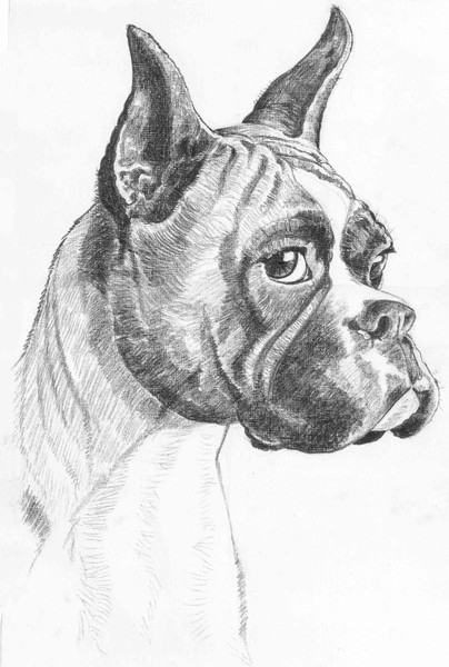 Boxer