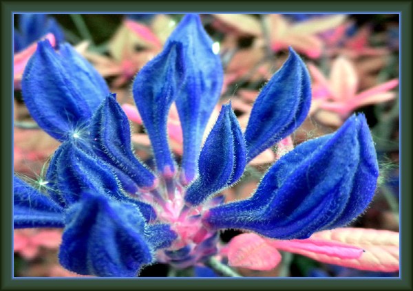 strange beauty