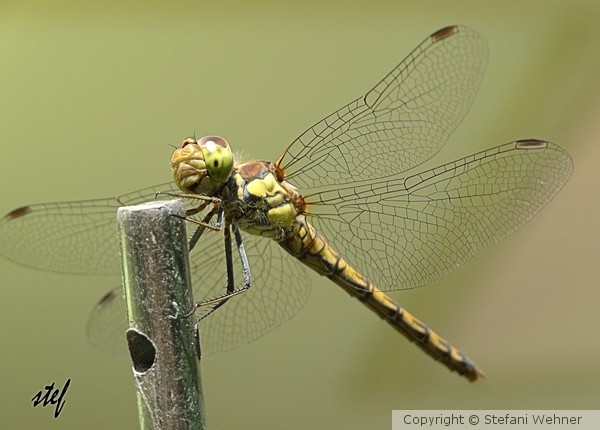 guest in my garden