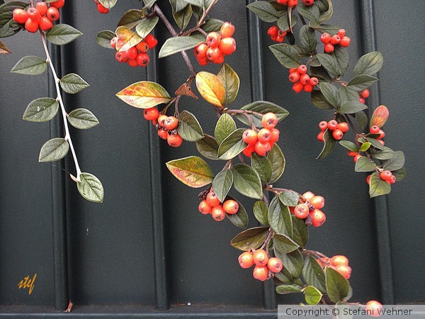 berries by the fence