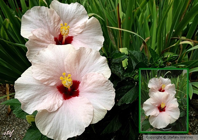 Hibiscus  in July