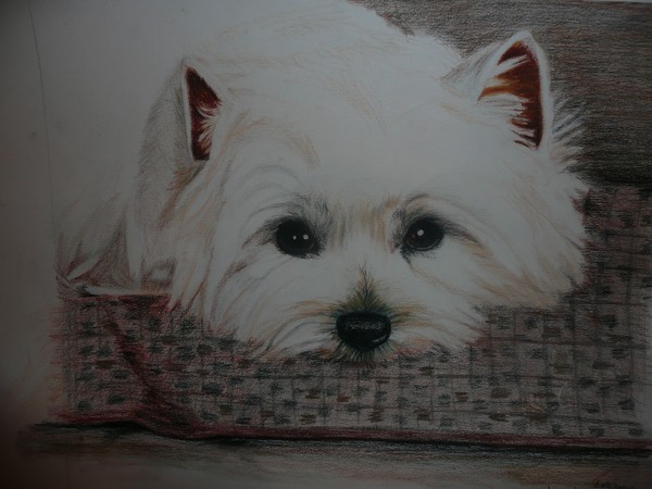 westie