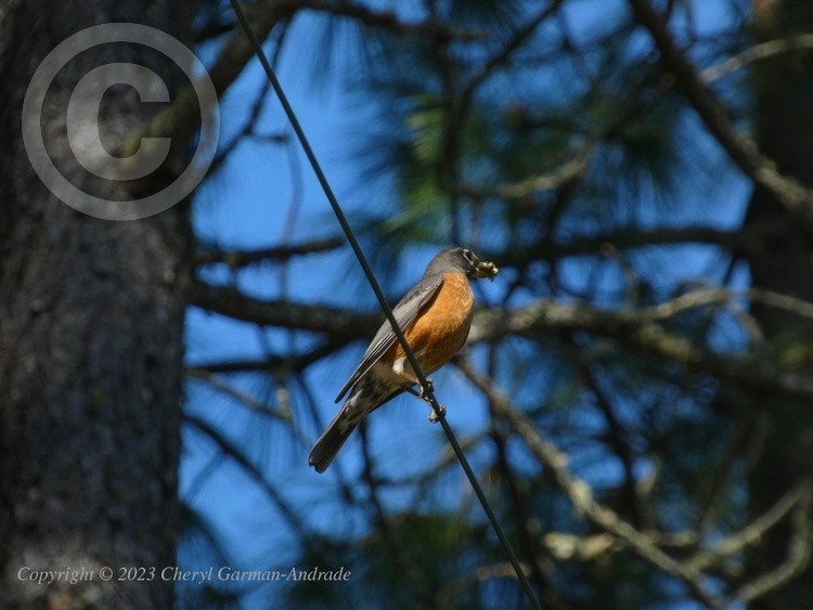 Robin on a Wire
